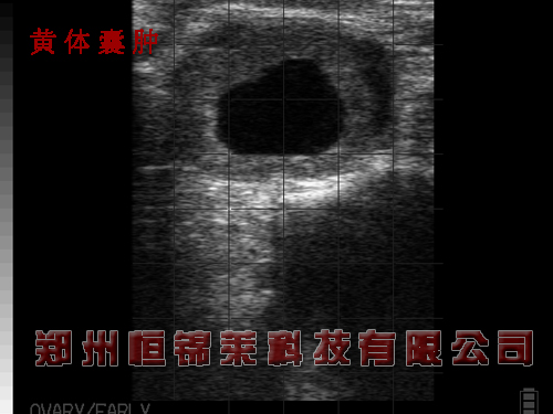 进口牛用B超检测母牛黄体囊肿