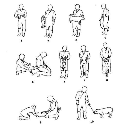徒手保定猪方法示意图