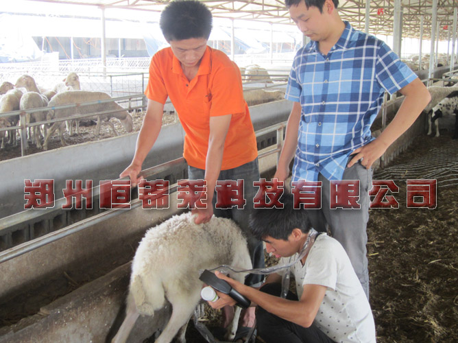 羊用B超机检测公羊睾丸