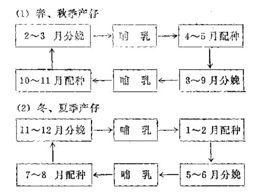 母猪季节性分娩图