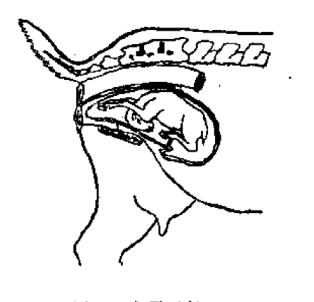 羊用B超机检测到母羊胎儿头颈下弯