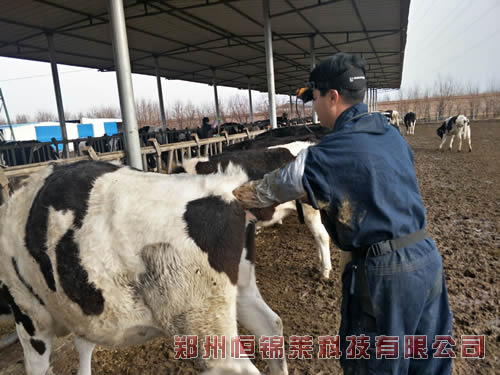 进口牛用B超讲解奶牛舍饲拴系饲养优点和问题