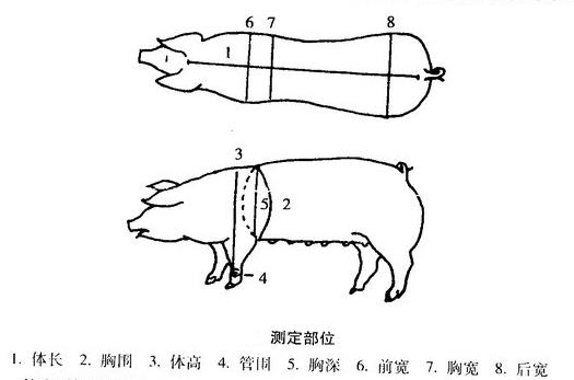 兽用B超对种猪的测定部位