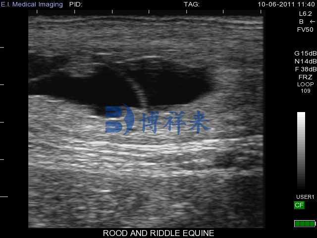 高清兽用B超机测母马怀孕28天图像