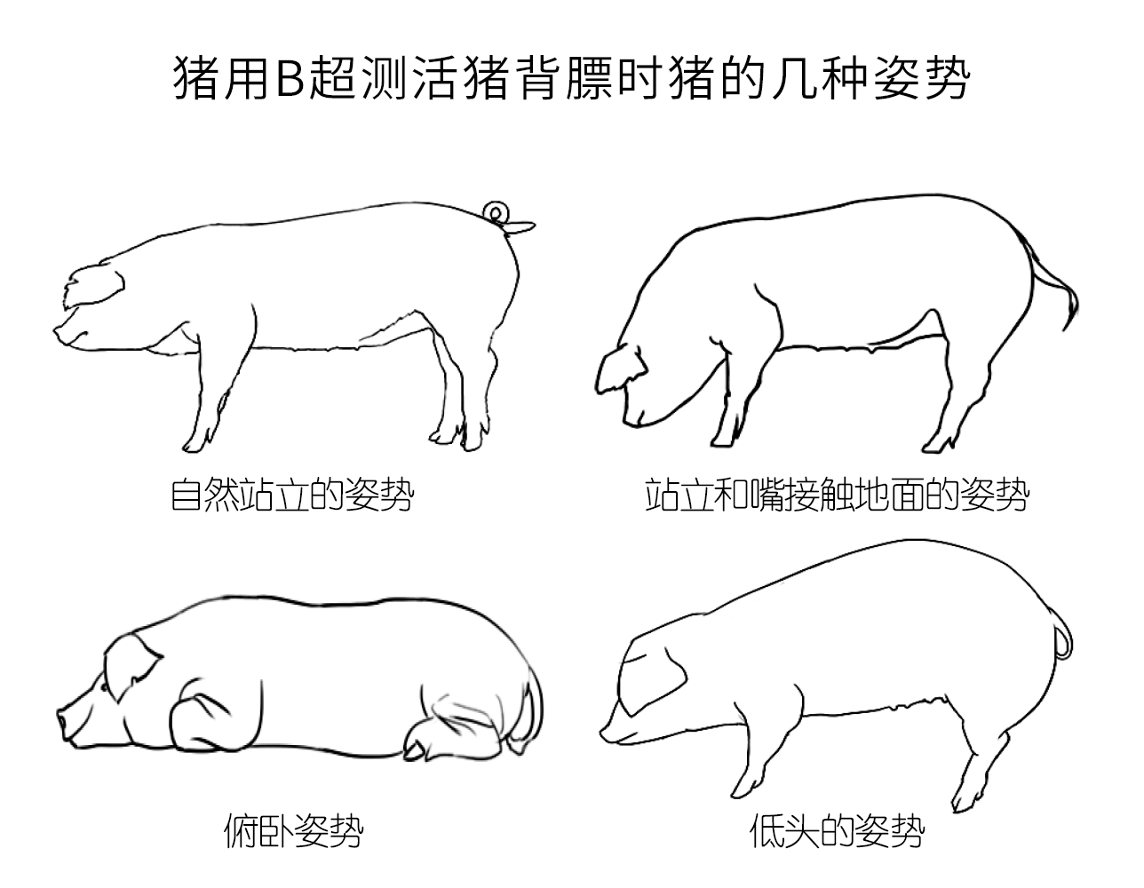 兽用B超测猪位置